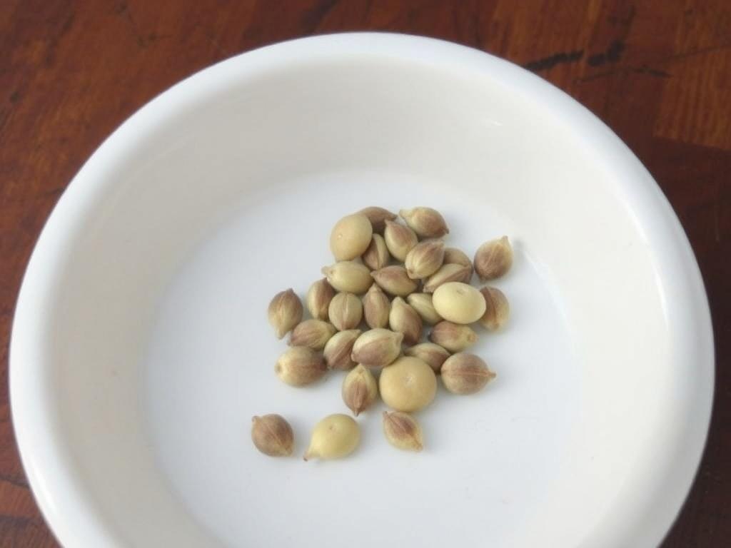     Seed Saving Techniques for Heirloom and Adapted Varieties. Testing seed viability and germination rates