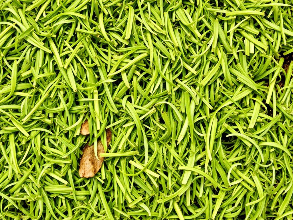 Técnicas de ensilaje para forrajes de calidad.. Conclusiones prácticas y pasos siguientes Técnicas de ensilaje para forrajes de calidad.. Conclusiones prácticas y pasos siguientes