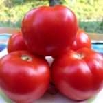 Томат Красным Красно: характеристика и описание сорта