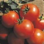 Томат Дачник: отзывы тех, кто сажал, фото