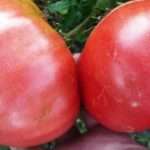 Томат Розовый гигант: описание сорта, фото, отзывы