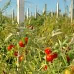 Какие семена томатов самые лучшие для открытого грунта?