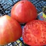 Томат Алсу: описание сорта, фото, отзывы