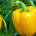Сладкий перец: выращивание и уход в открытом грунте