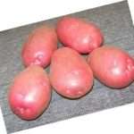 Картофель Скарлет: описание сорта, фото, отзывы
