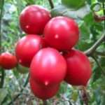 Лучшие сорта томатов на 2017 — 2018 год для теплиц