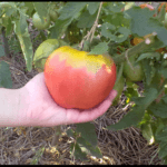 Томат Вельможа: характеристика и описание сорта