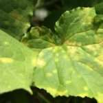 Болезни огурцов в теплице (фото) и их лечение