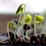 Благоприятные дни в марте для посадки томатов и перца