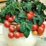 Какие помидоры можно выращивать на подоконнике зимой?