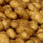 Характеристики картофеля «Скарб», отзывы