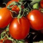Ранние низкорослые томаты сибирской селекции для открытого грунта