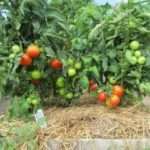 Голландские семена томатов для открытого грунта