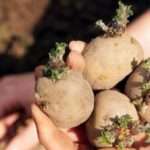 Как подготовить и посадить семена картофеля?