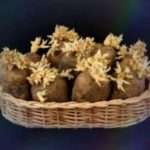 Как прорастить семенной картофель в домашних условиях?