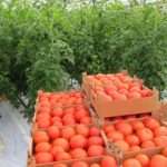 Сорта помидоров для теплицы из поликарбоната