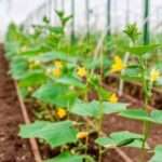 Уход за огурцами в теплице от посадки до урожая