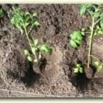Какие удобрения вносить в землю при посадке помидор?