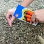 Когда сажать морковь в открытый грунт в 2018 году?