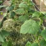 Что делать, если огурцы не растут? Причины и рекомендации