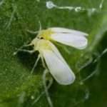 Вредители рассады томатов и методы борьбы с ними