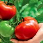 Сорта томатов для средней полосы c описанием и фото