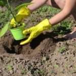 Когда сажать баклажаны в открытый грунт в 2018 году?