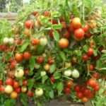 Как выбрать урожайные и низкорослые семена помидоров?