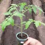 Как вырастить рассаду помидоров в домашних условиях?