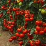 Индетерминантные сорта томатов для открытого грунта