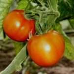 Томат Грунтовый Грибовский: характеристика, отзывы, фото сорта