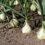 Лук — посадка и уход в открытом грунте