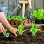 Лунный посевной календарь на 2018 года садовода и огородника