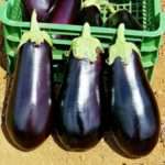 Советы огородников по выращиванию баклажанов в открытом грунте