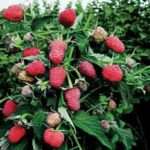 Малина Брянское Диво: описание сорта, урожайность с одного куста