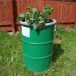 Как выращивать огурцы в бочке. Видео