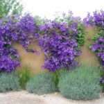 Выращивание клематиса из семян в домашних условиях