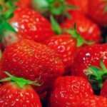 Как выращивать ремонтантную клубнику