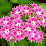 Как выращивать флоксы однолетние