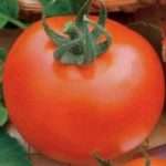 Гибридный сорт томатов Ирина