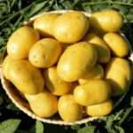 Картофель Наташа: характеристика сорта