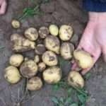 Сорт картофеля Скарб: характеристика, отзывы