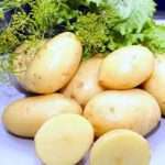 Характеристика картофеля Императрица