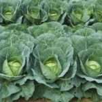 Как сажать рассаду капусты в домашних условиях