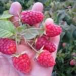 Как вырастить ремонтантную малину