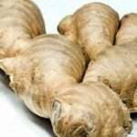 Выращивание имбиря в домашних условиях в открытом грунте