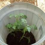 Как выращивать картофель в бочке