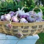 Посадка чеснока под зиму в Подмосковье