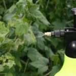 Обработка смородины весной от болезней и вредителей