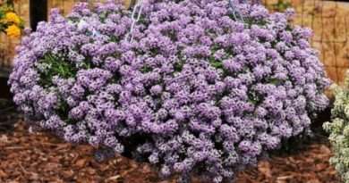 Лобулярия. Как произвести выращивание из семян и когда сажать